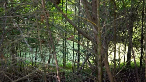 $425,000 | 1142 Poss Road, Smithville, TN 37166