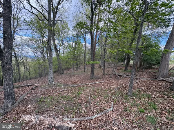 a view of a forest with trees in the background