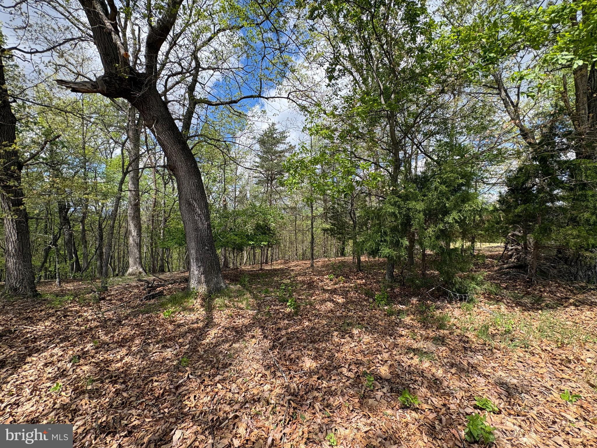 10-ac Moon Ridge Lane Burlington, WV 26710 - Photo 12 of 30 a big yard with lots of green space and fog