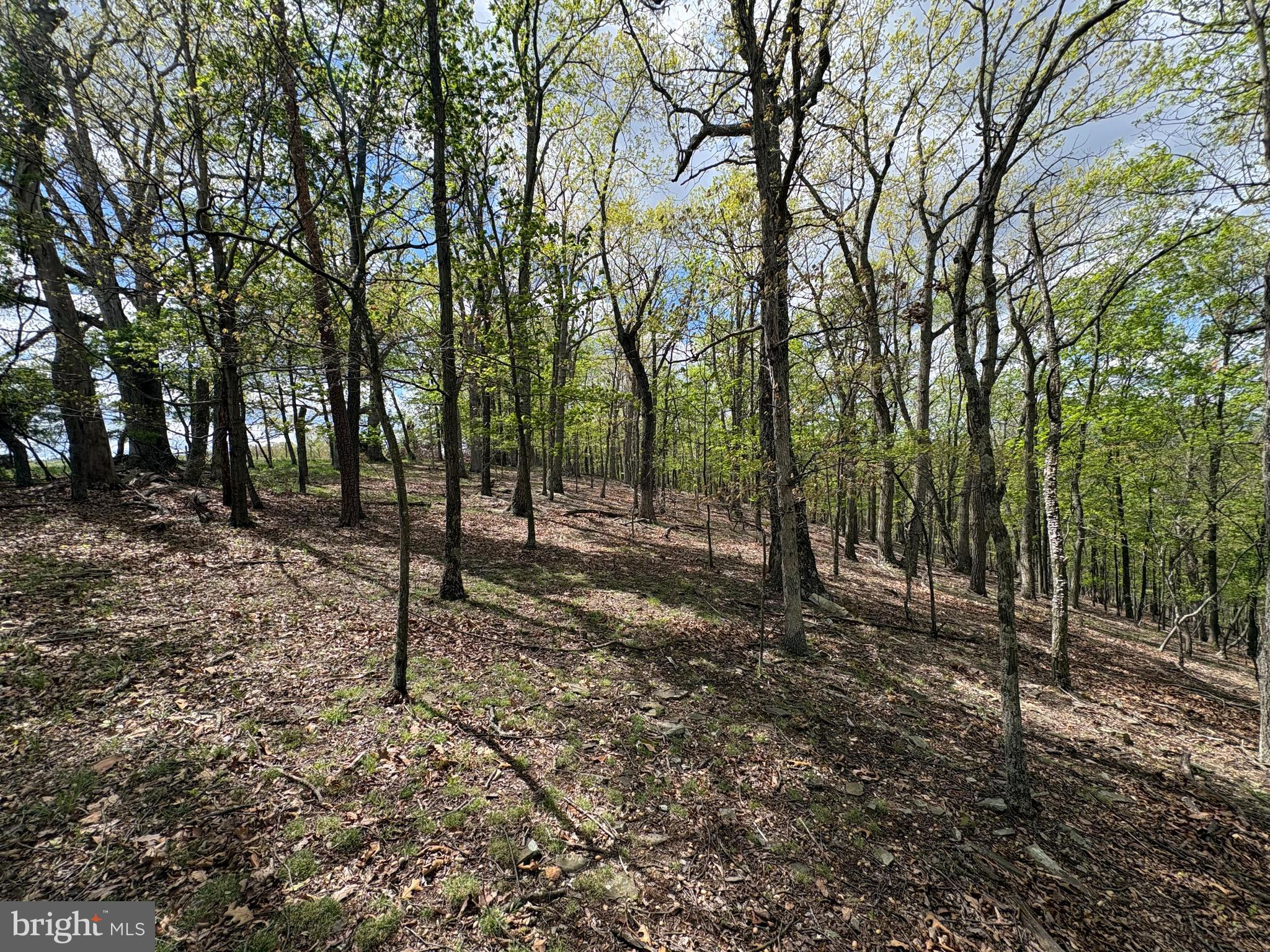 10-ac Moon Ridge Lane Burlington, WV 26710 - Photo 13 of 30 a view of a forest with trees