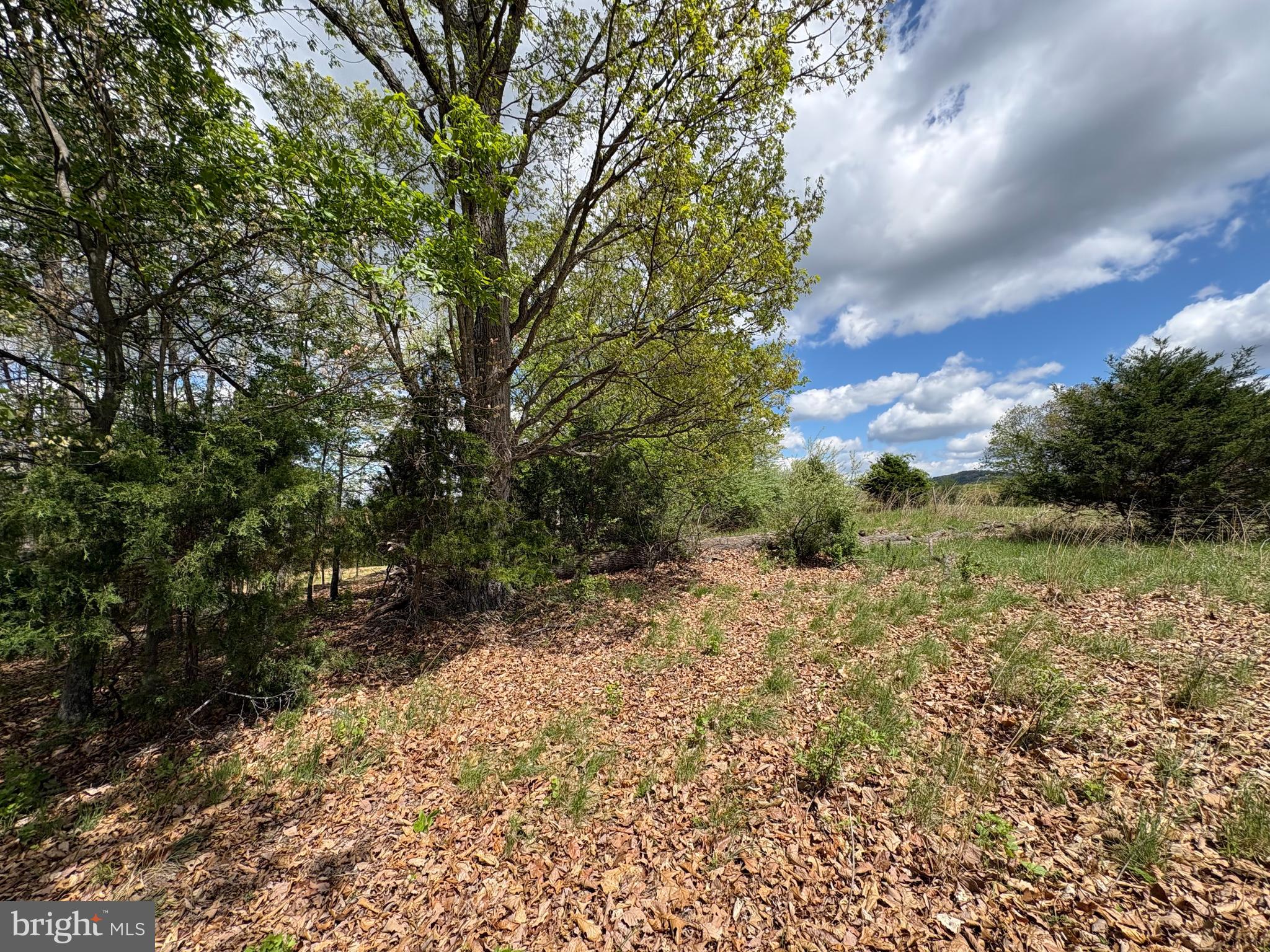 10-ac Moon Ridge Lane Burlington, WV 26710 - Photo 14 of 30 a view of a yard with plants and a large tree