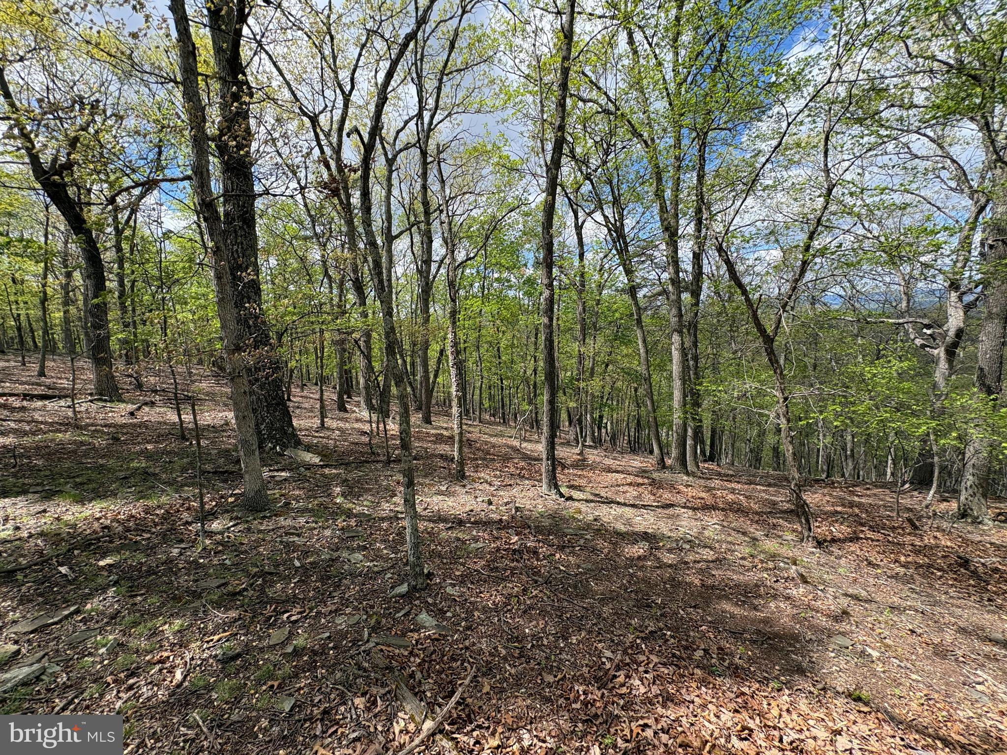 10-ac Moon Ridge Lane Burlington, WV 26710 - Photo 18 of 30 a backyard of a house with lots of green space