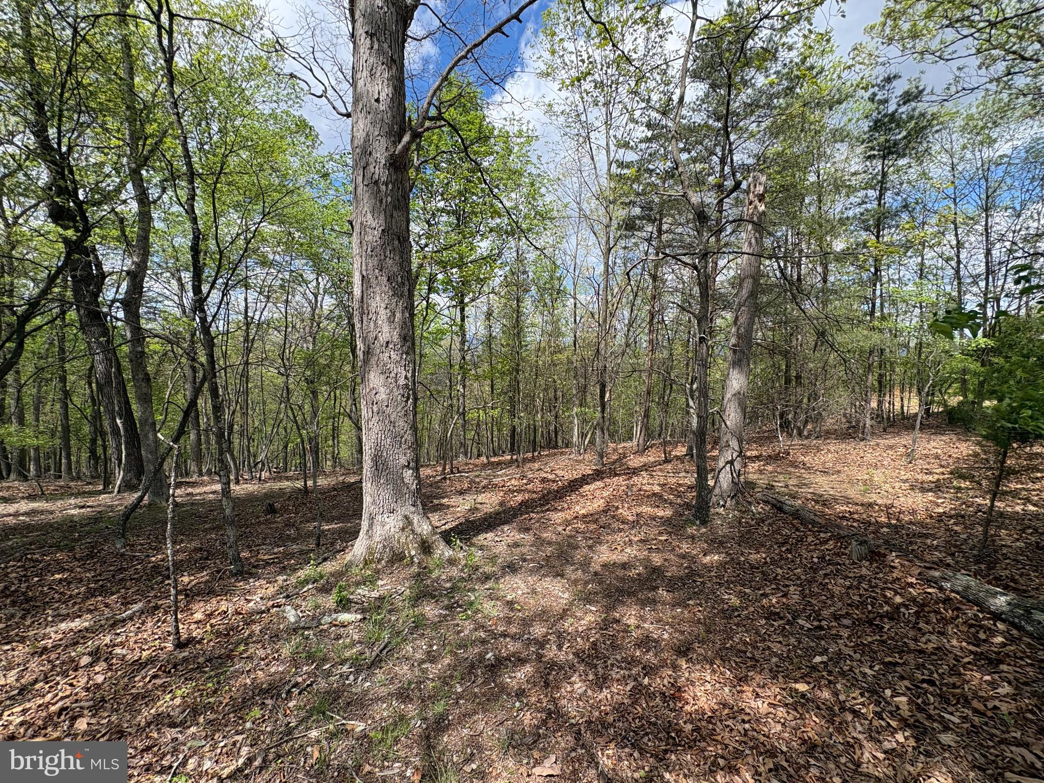 10-ac Moon Ridge Lane Burlington, WV 26710 - Photo 2 of 30 a backyard of a house with lots of green space