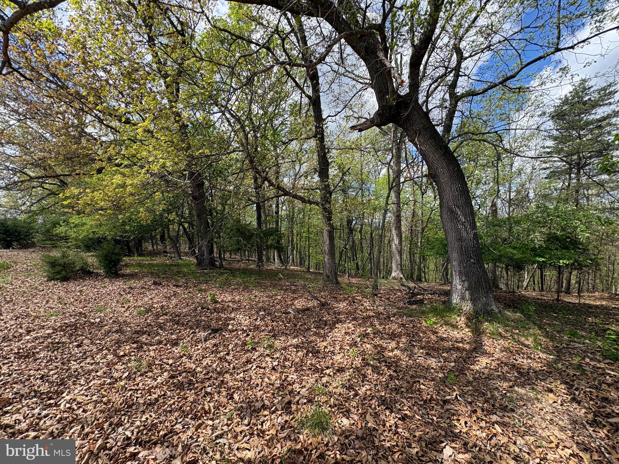 10-ac Moon Ridge Lane Burlington, WV 26710 - Photo 4 of 30 a view of a forest filled with trees