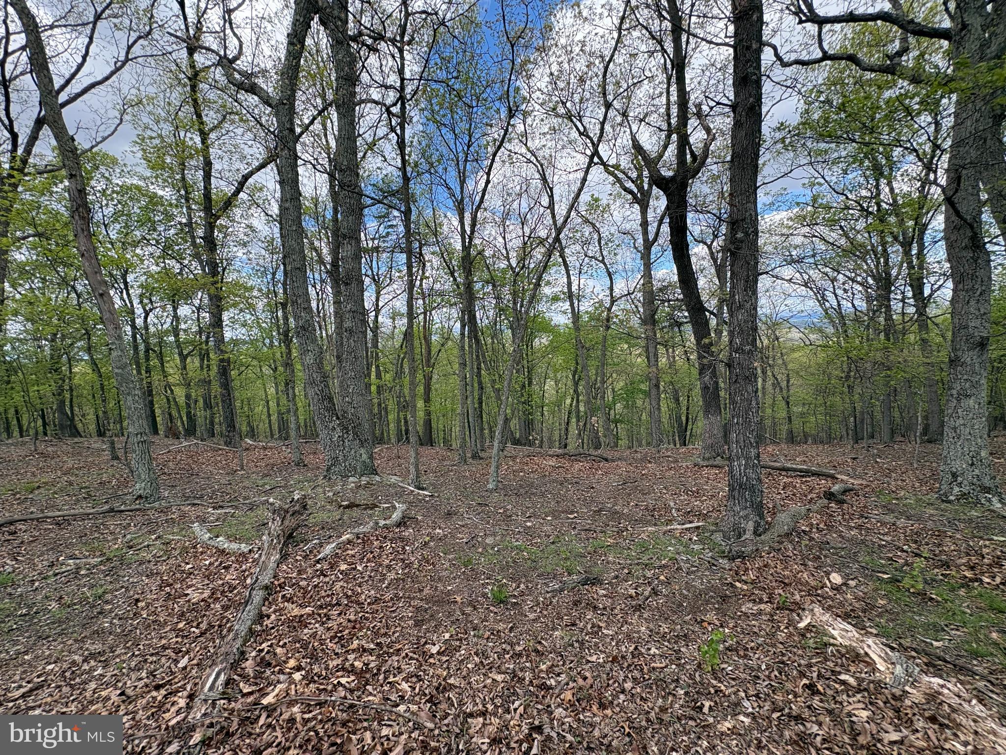 10-ac Moon Ridge Lane Burlington, WV 26710 - Photo 6 of 30 a view of a large yard with lots of green space