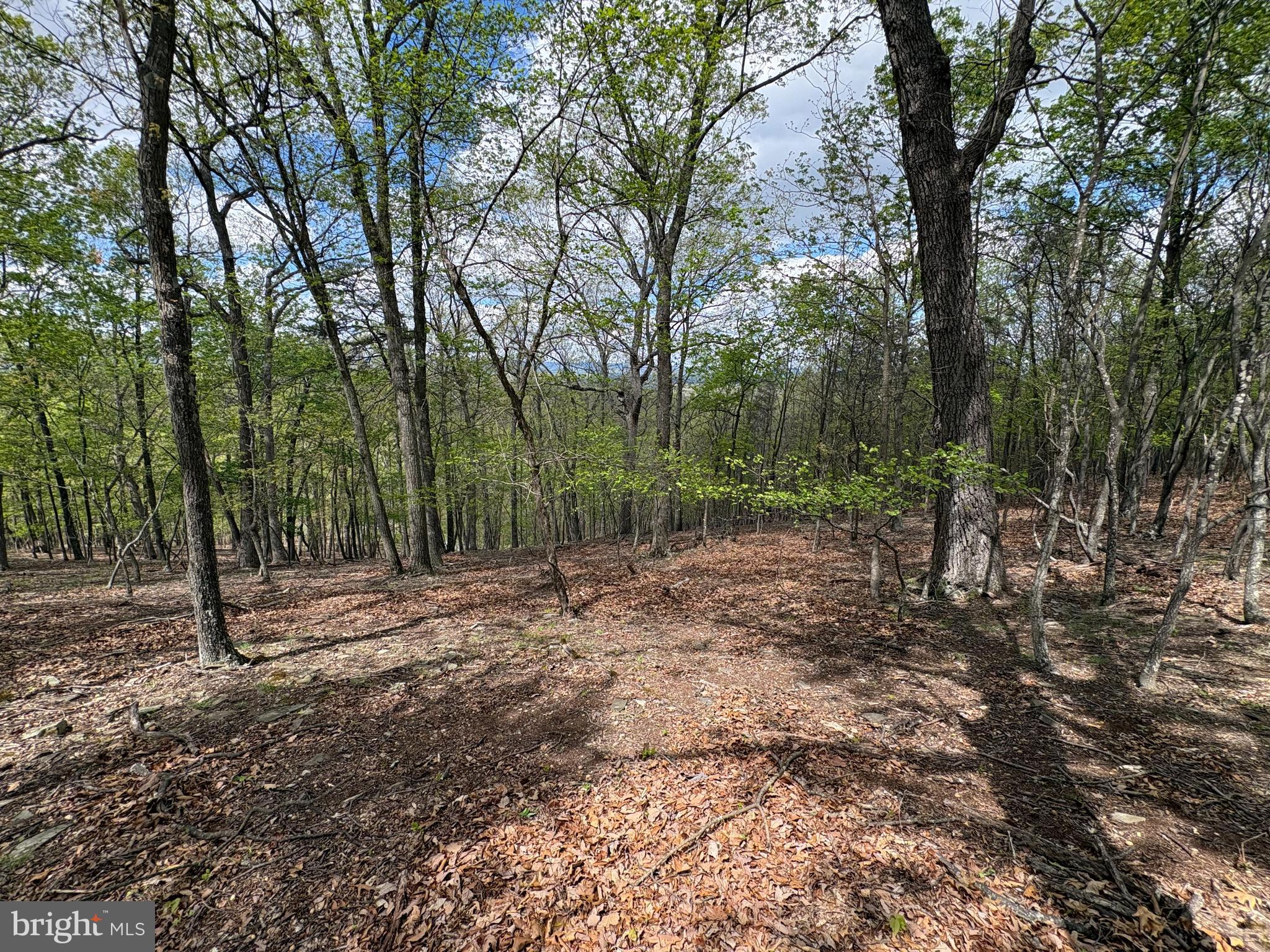 10-ac Moon Ridge Lane Burlington, WV 26710 - Photo 7 of 30 a view of a forest with trees in the background