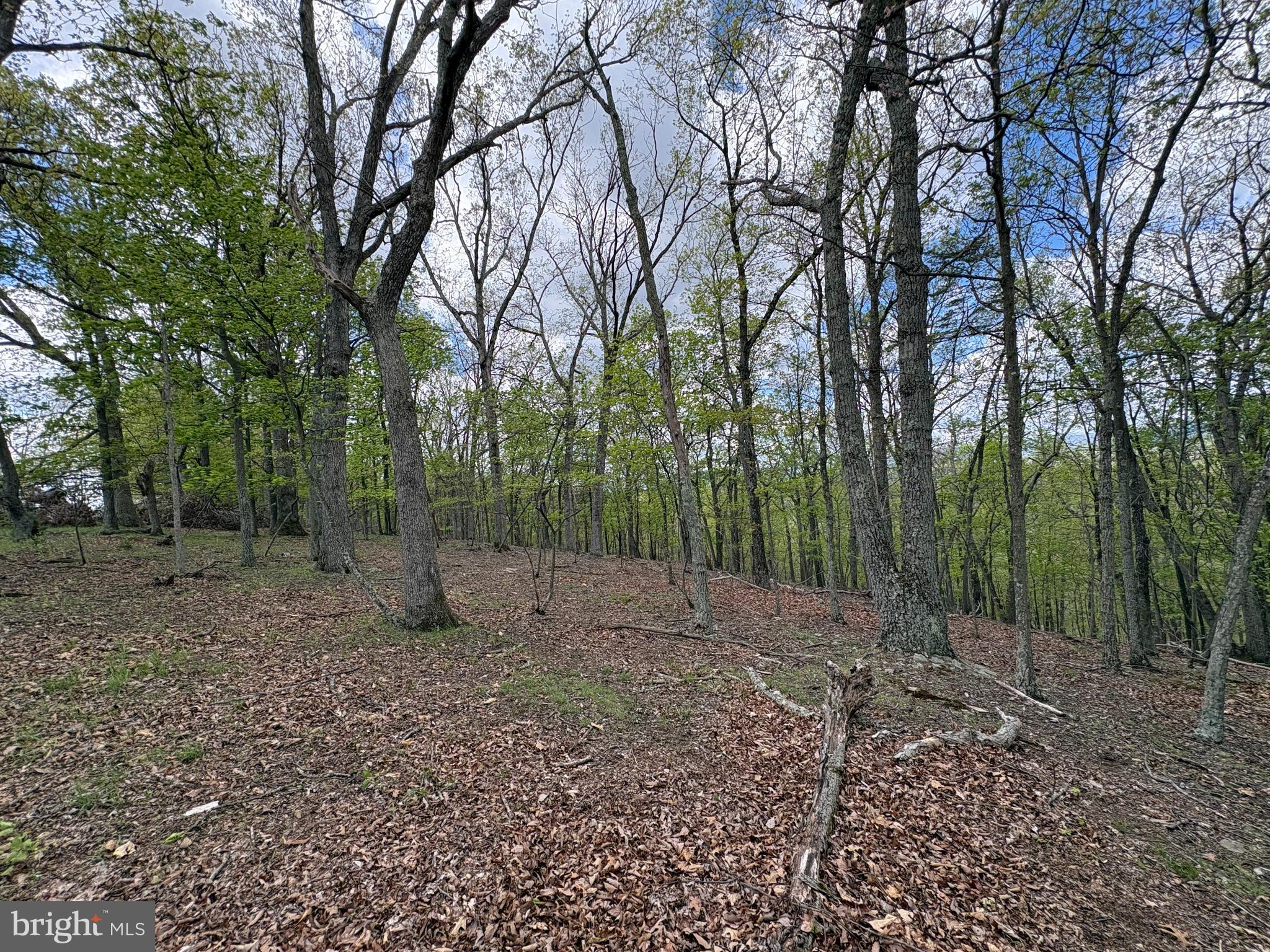 10-ac Moon Ridge Lane Burlington, WV 26710 - Photo 10 of 30 a view of a forest with trees in the background