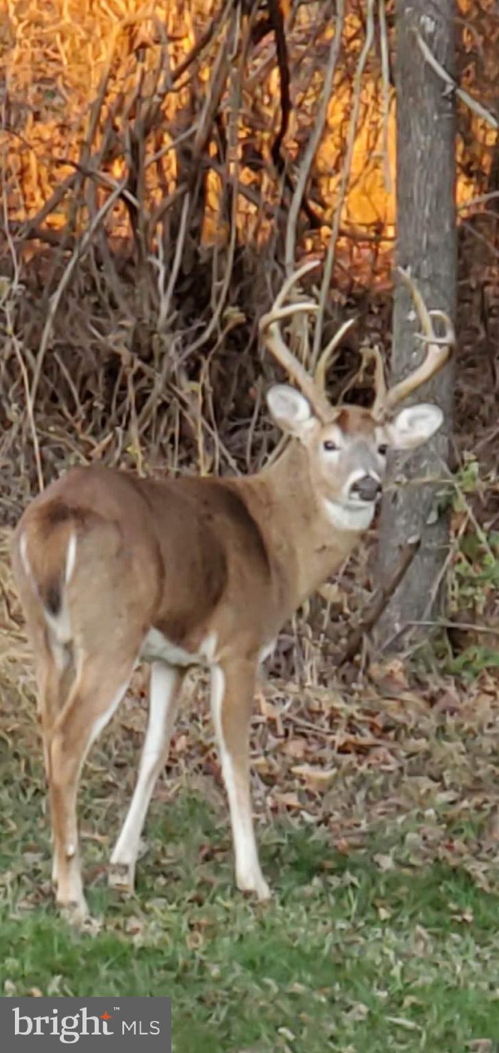 46 Apple Core Road Linden, VA 22642 - Photo 65 of 69