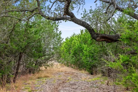 a view of a tree in a yard
