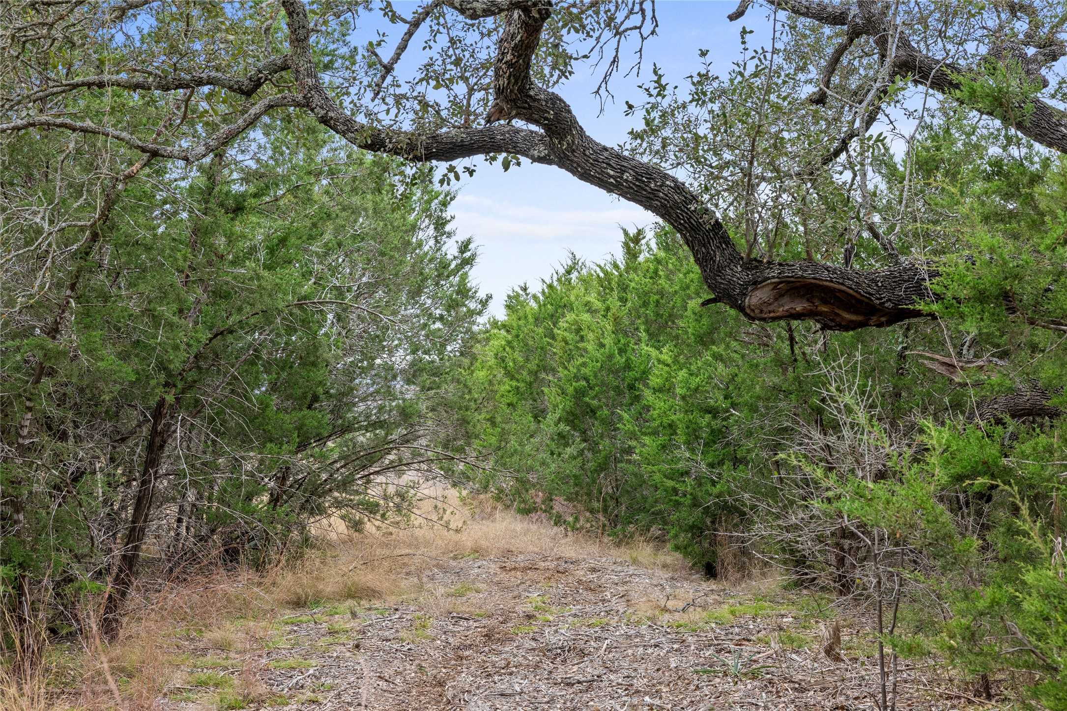 4718 Private Road Kempner, TX 76539 - Photo 21 of 36 a view of a yard with plants and large trees