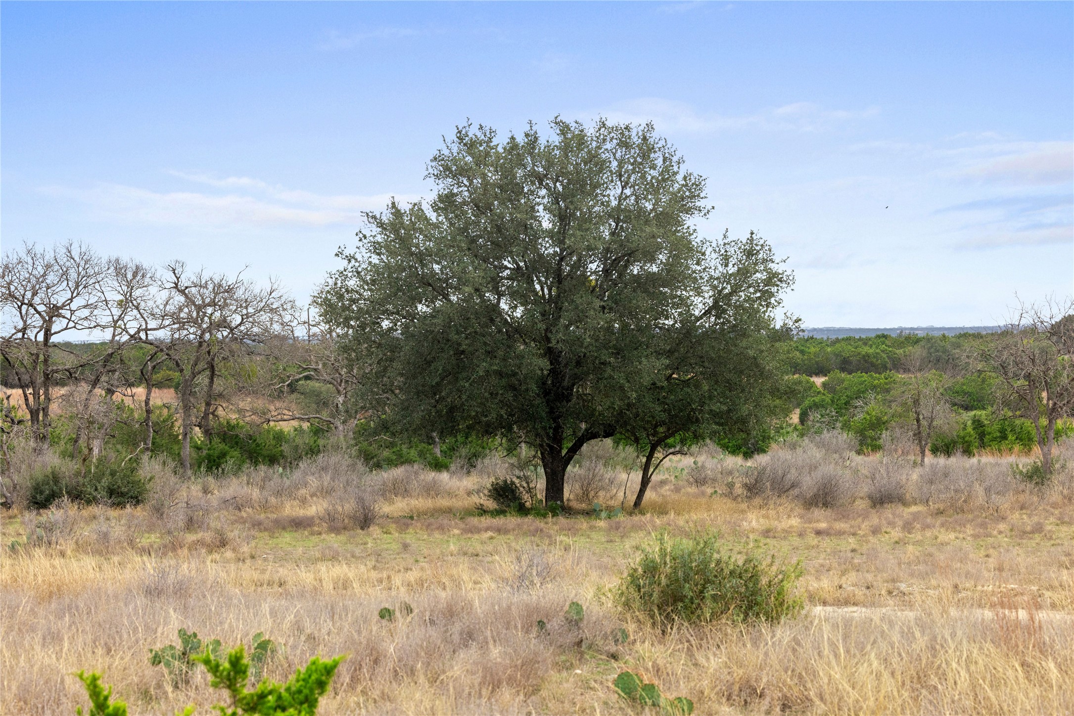 4718 Private Road Kempner, TX 76539 - Photo 30 of 36 a view of a forest with trees in the background