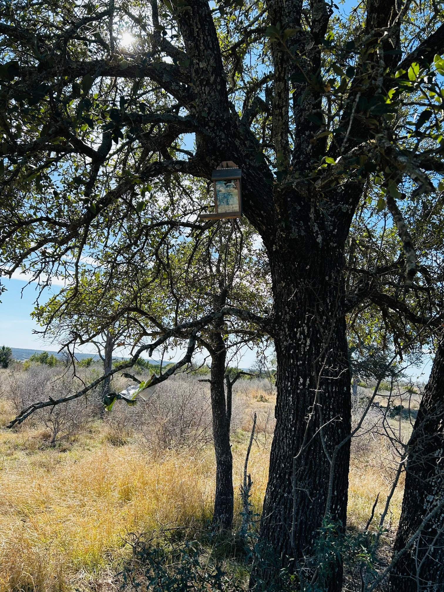 4718 Private Road Kempner, TX 76539 - Photo 34 of 36 a picture of tree