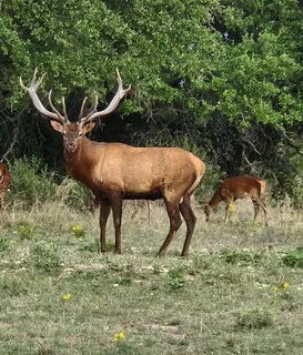 a view of a forest filled with lots of trees