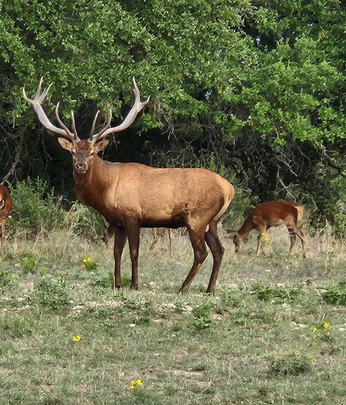 4718 Private Road Kempner, TX 76539 - Photo 6 of 39