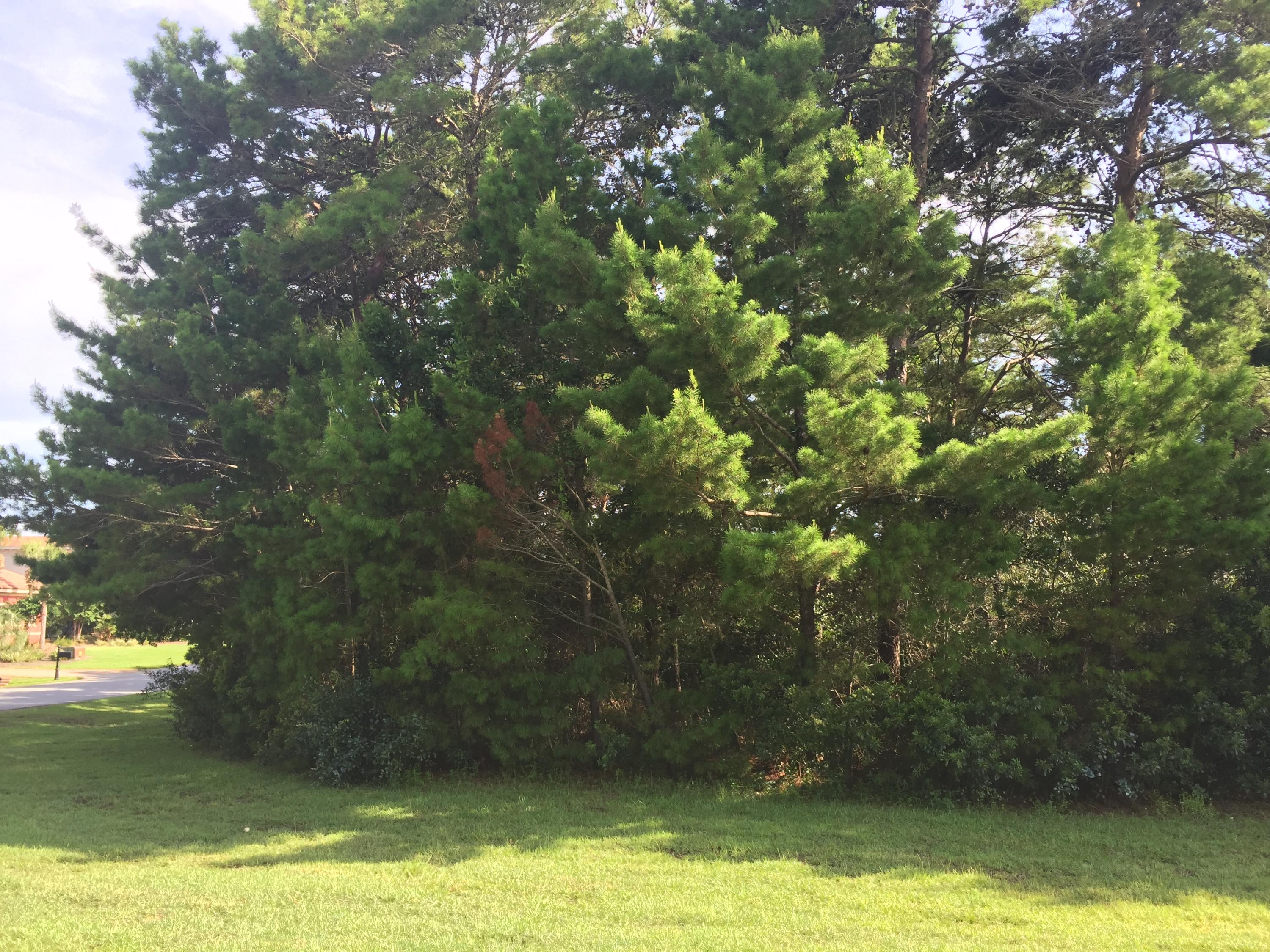 0 Emerald Ridge, Unit LOT 9 BLOCK F Santa Rosa Beach, FL 32459 - Photo 13 of 25 Gallery Image 13