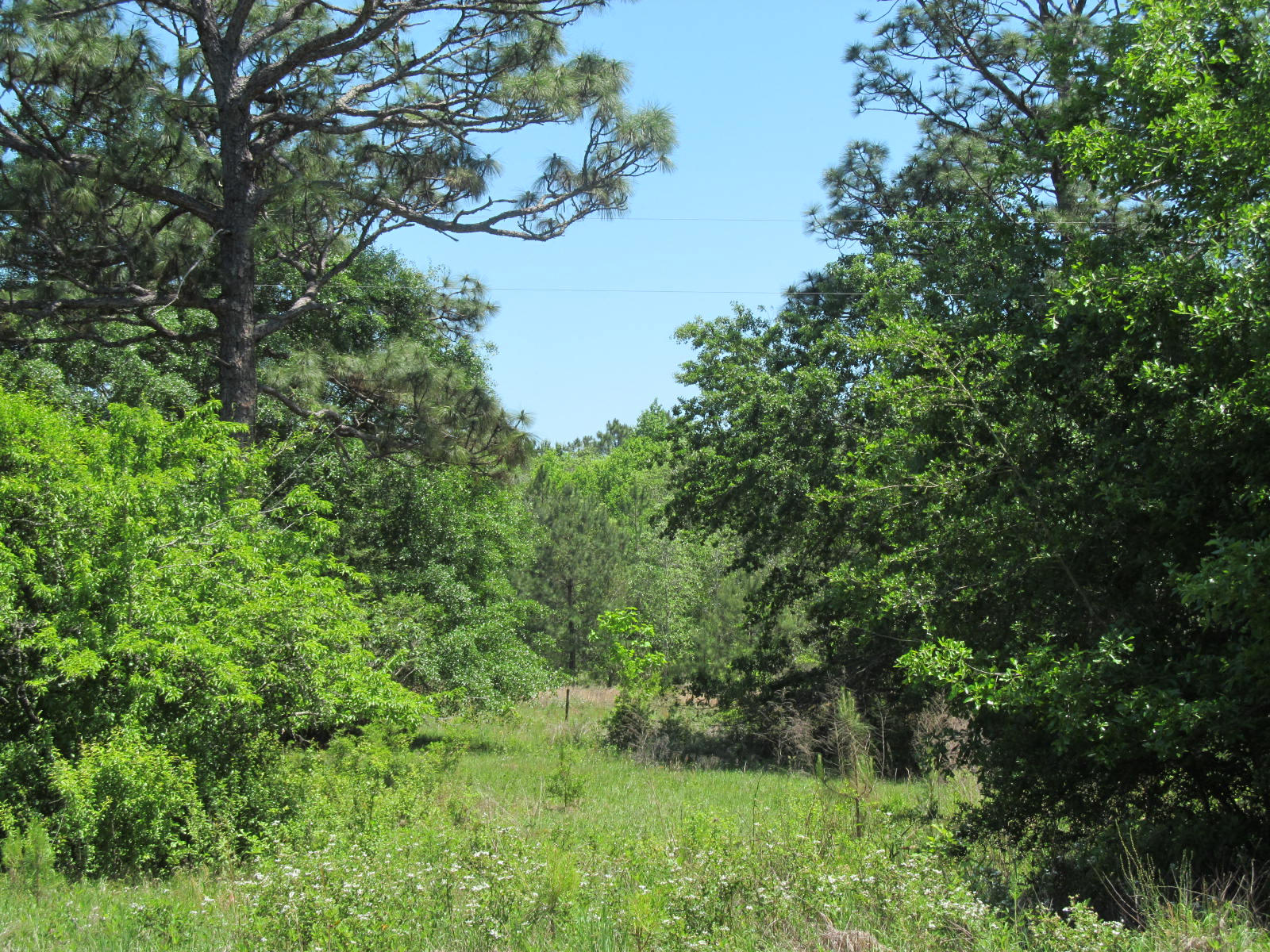 4943 Co Road DeFuniak Springs, FL 32435 - Photo 3 of 10 neal 38 ac 003