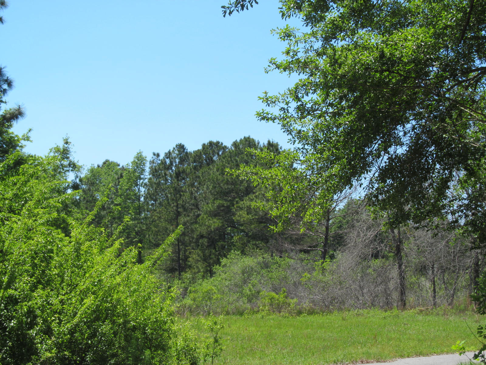 4943 Co Road DeFuniak Springs, FL 32435 - Photo 8 of 10 neal 38 ac 007