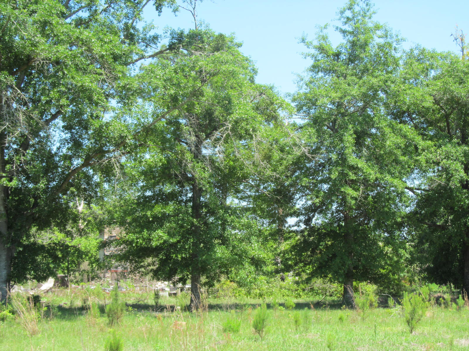 4943 Co Road DeFuniak Springs, FL 32435 - Photo 10 of 10 neal 38 ac 009