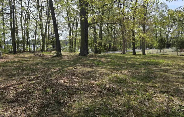 a view of a forest with trees