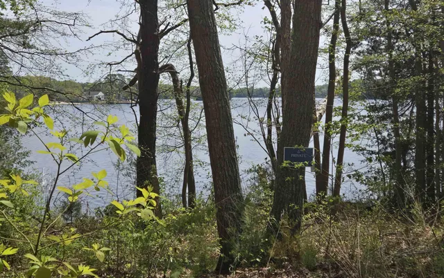a view of a yard with plants and trees