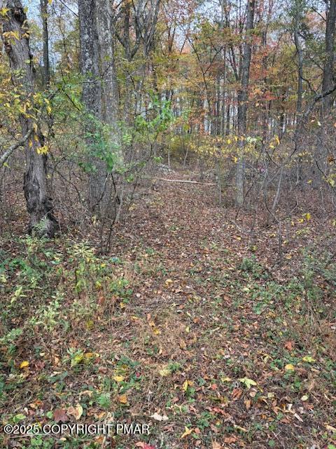 207 Munch Drive Henryville, PA 18332 - Photo 39 of 43 a view of a yard with a tree