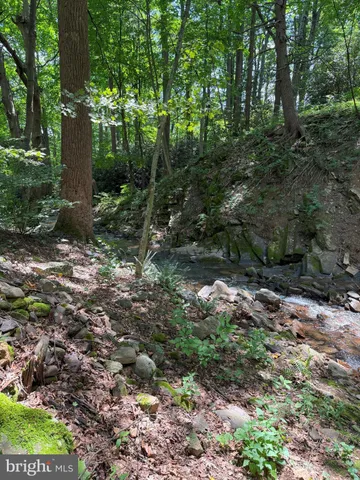 a view of a forest with trees