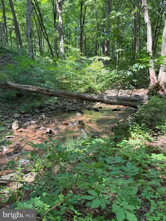 a view of a forest with trees