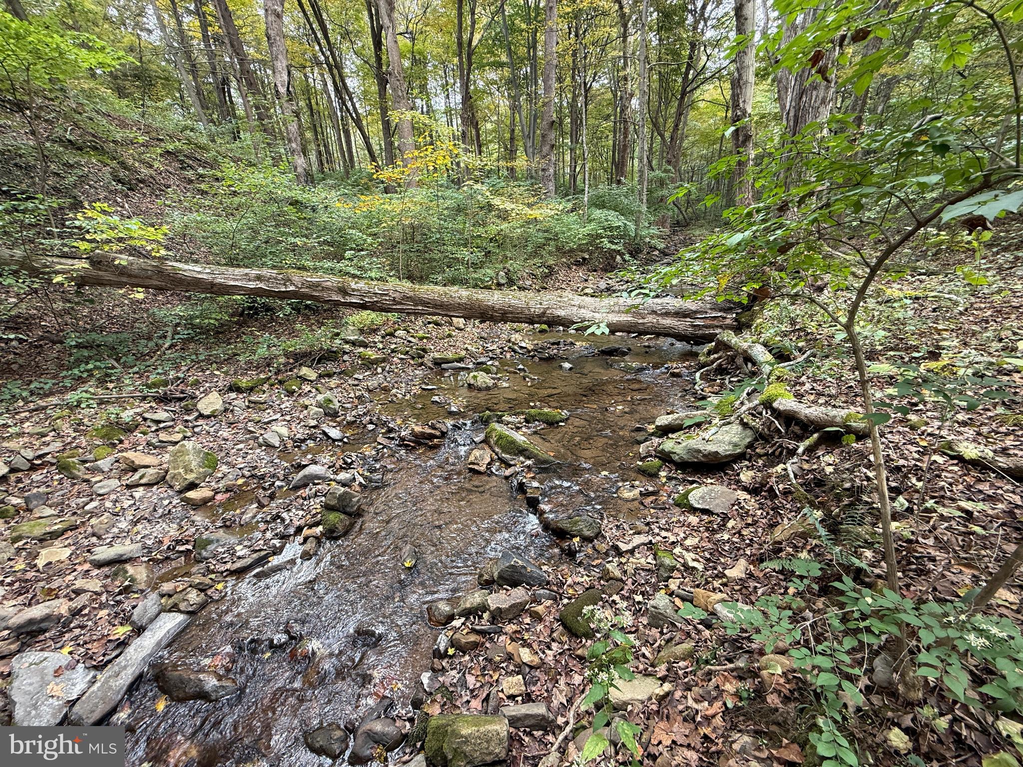 9969 Circle Drive St. Thomas, PA 17252 - Photo 18 of 81 a view of a yard with plants and large trees