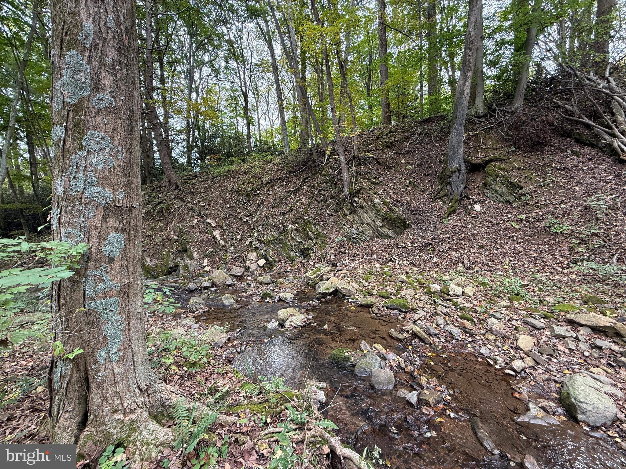 9969 Circle Drive St. Thomas, PA 17252 - Photo 20 of 81 a view of a forest with trees