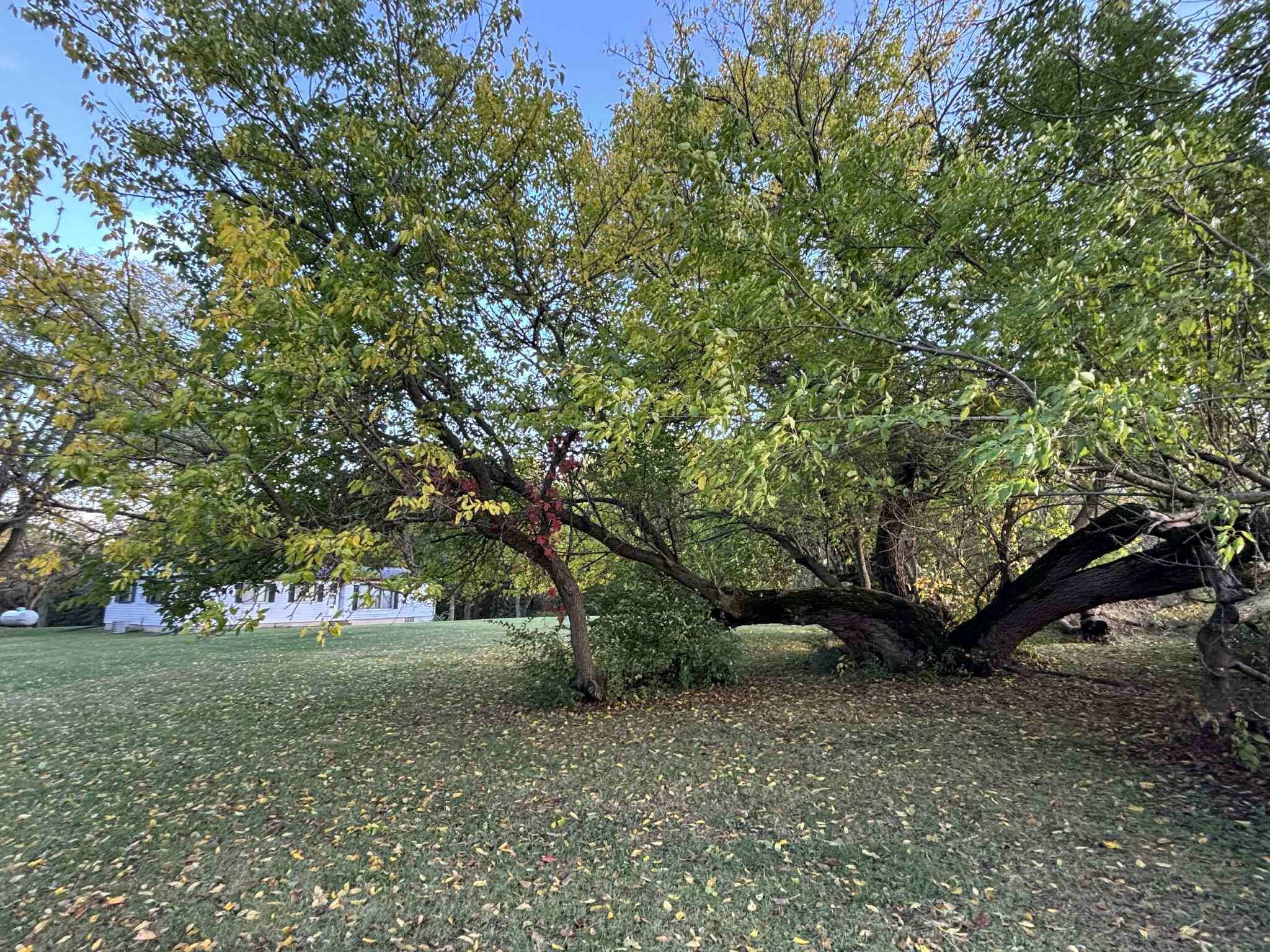 763 West 900 South Hebron, IN 46341 - Photo 26 of 27 a view of a park with large trees