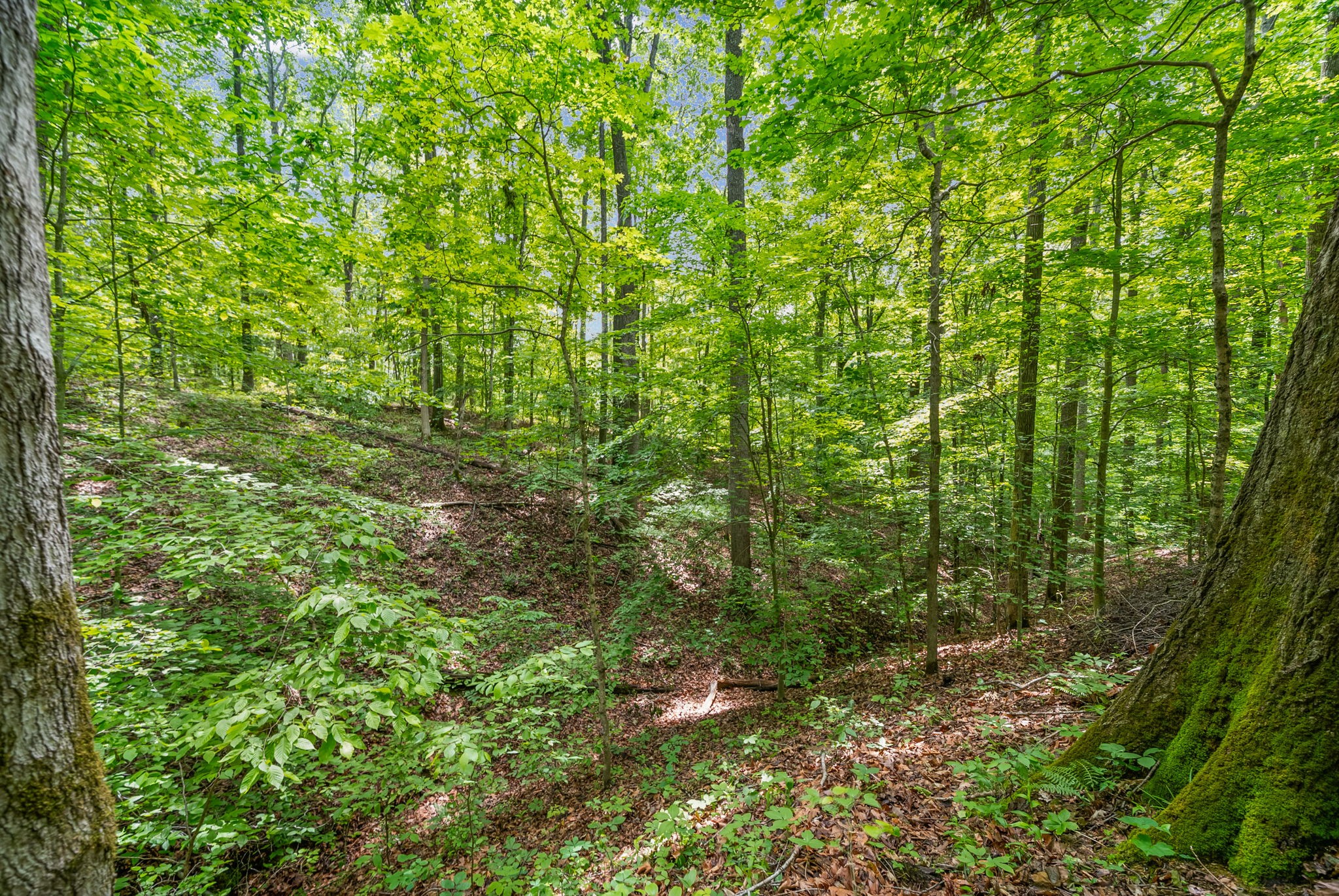 1 Budds Creek Road Palmyra, TN 37142 - Photo 30 of 76 a view of a lush green forest