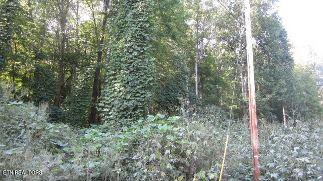 1 Snake Hollow Road Sneedville, TN 37869 - Photo 1 of 17 Gallery Image 1