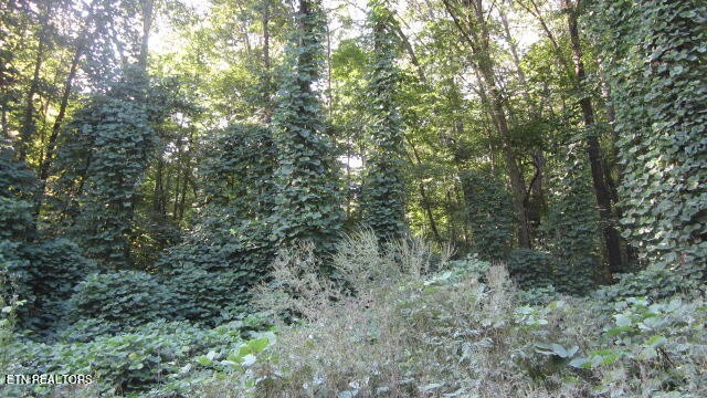 1 Snake Hollow Road Sneedville, TN 37869 - Photo 2 of 17 Gallery Image 2