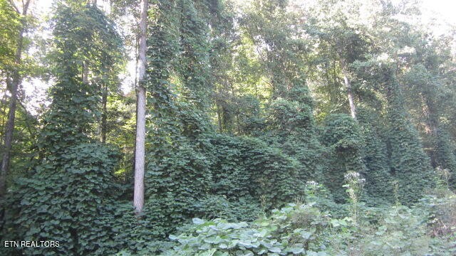 1 Snake Hollow Road Sneedville, TN 37869 - Photo 8 of 17 Gallery Image 8