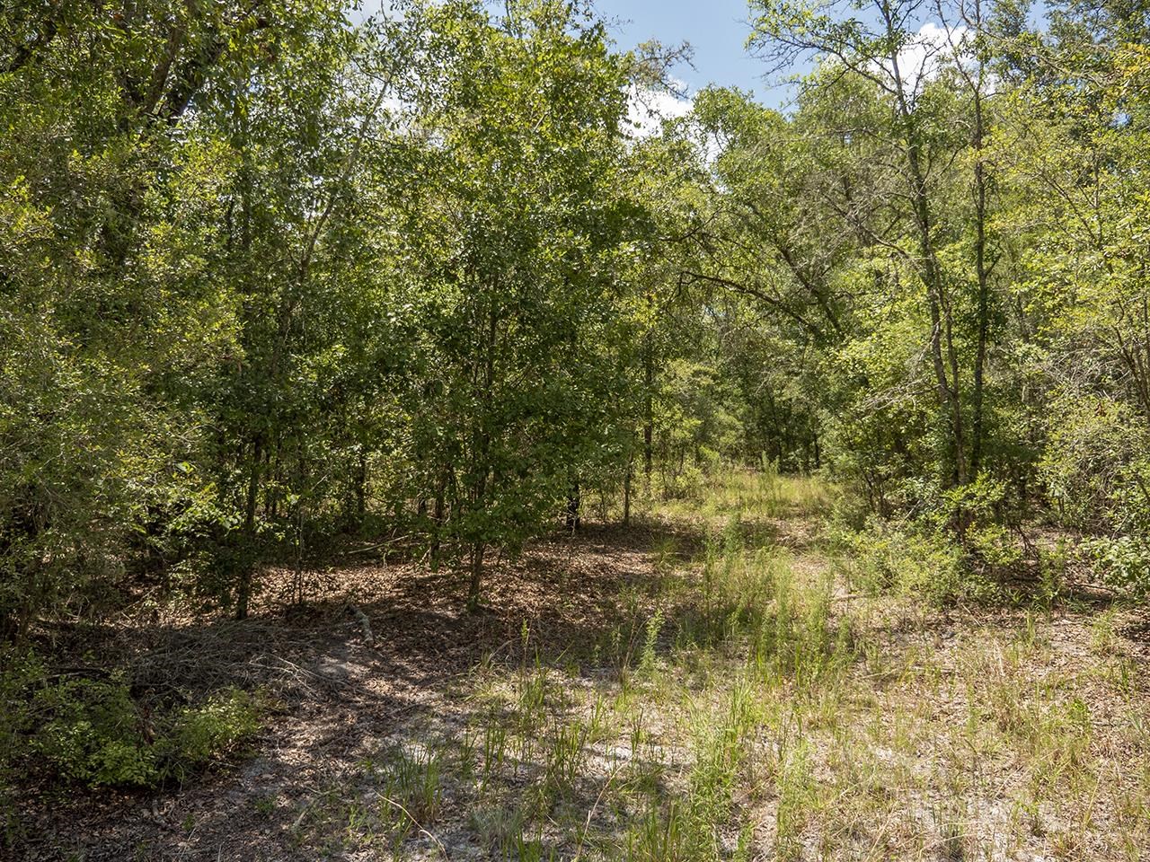 Vacant Southwest Hike Lake Road Madison, FL 32340 - Photo 17 of 35