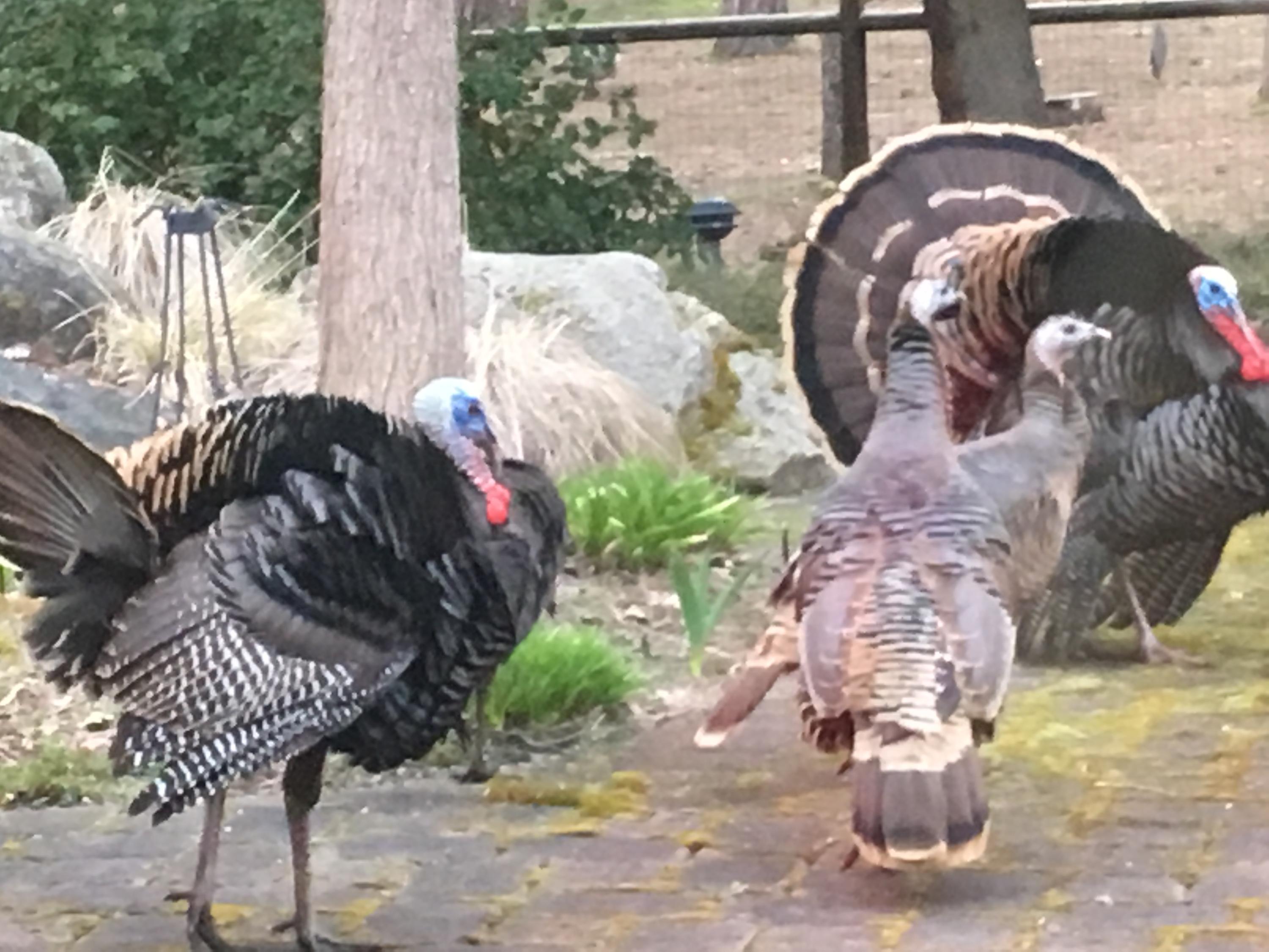 243 Cedar Flat Road Williams, OR 97544 - Photo 57 of 58 More Turkeys