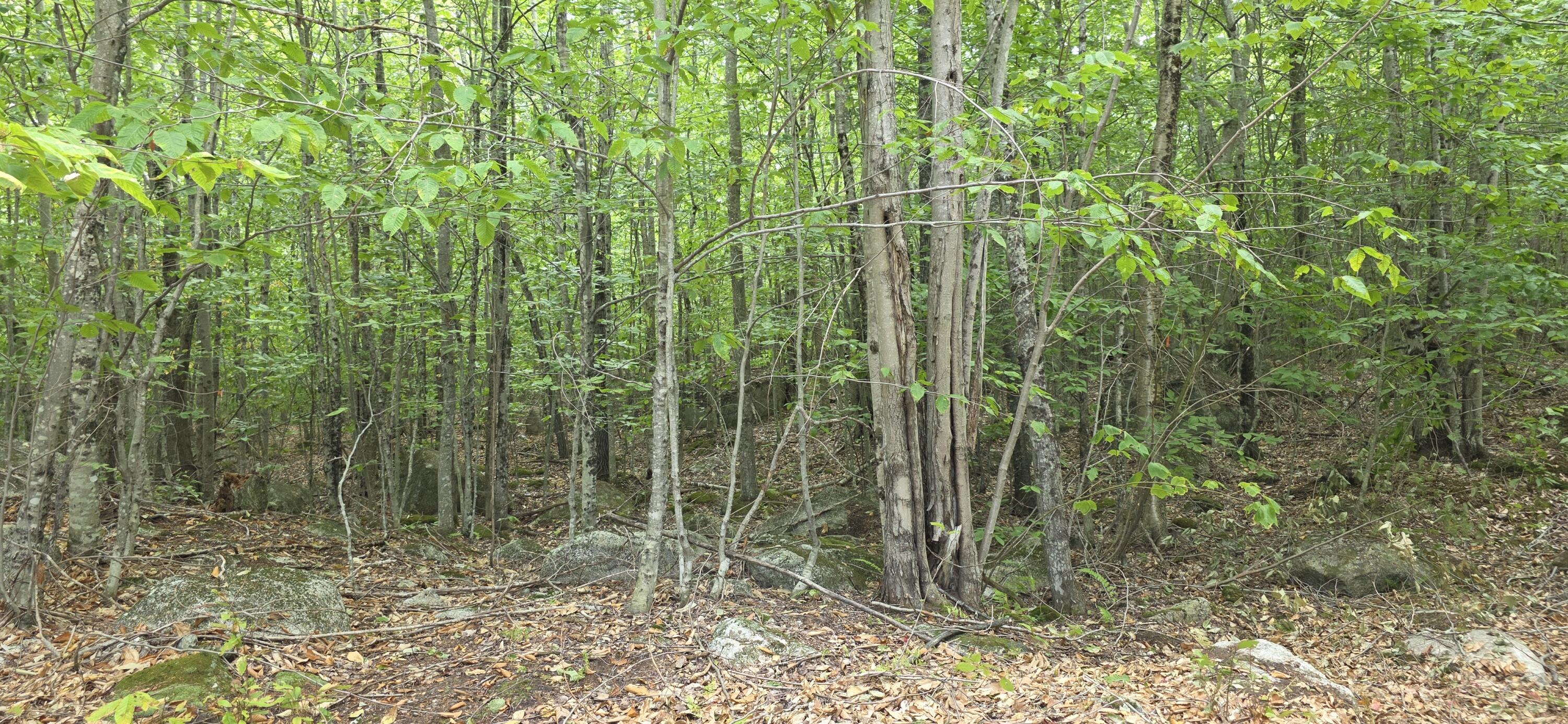 52 High Ridge Road Norway, ME 04268 - Photo 2 of 4 20250824_133936