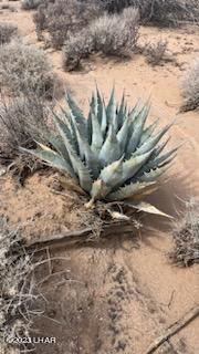 2521 South Kit Carson Road Yucca, AZ 86438 - Photo 16 of 27 Desert cacti