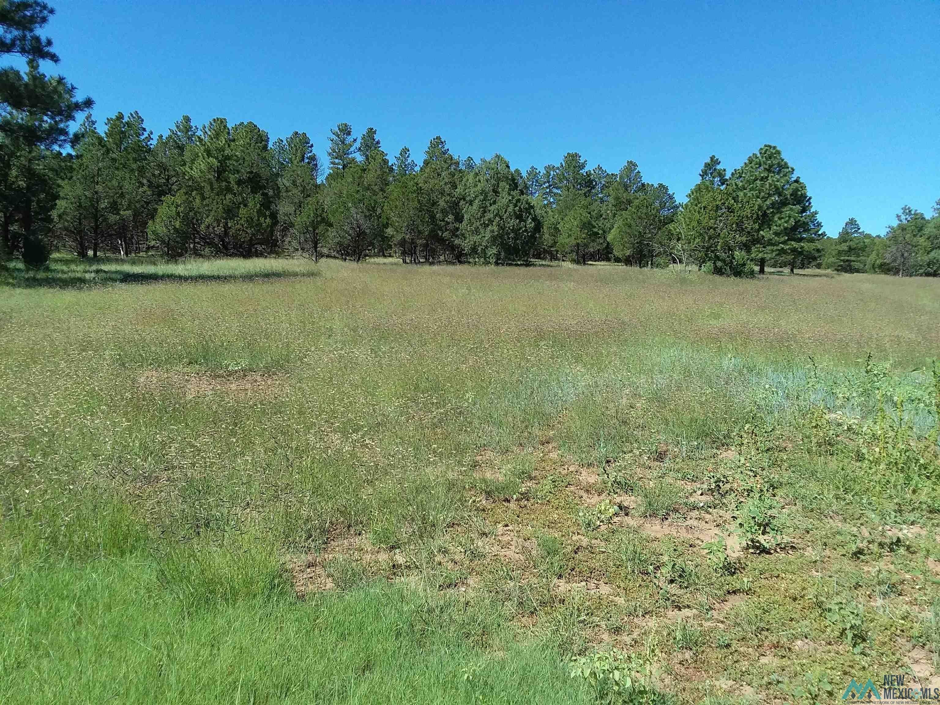 344 Forest Road Pecos, NM 87552 - Photo 3 of 8 Gallery Image 3