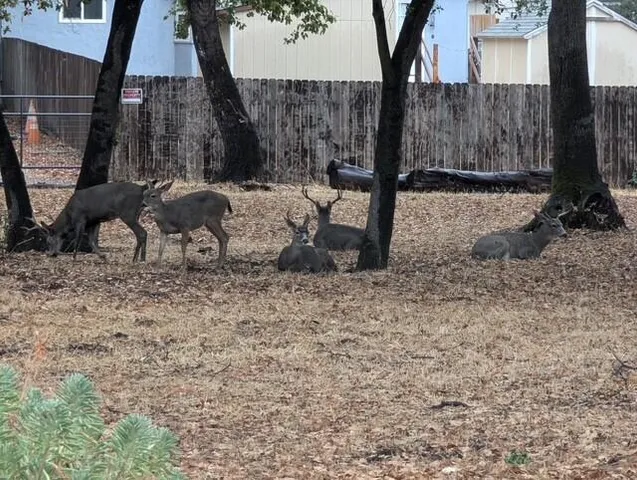 $42,500 | 625 Mary Street, Redding, CA 96001