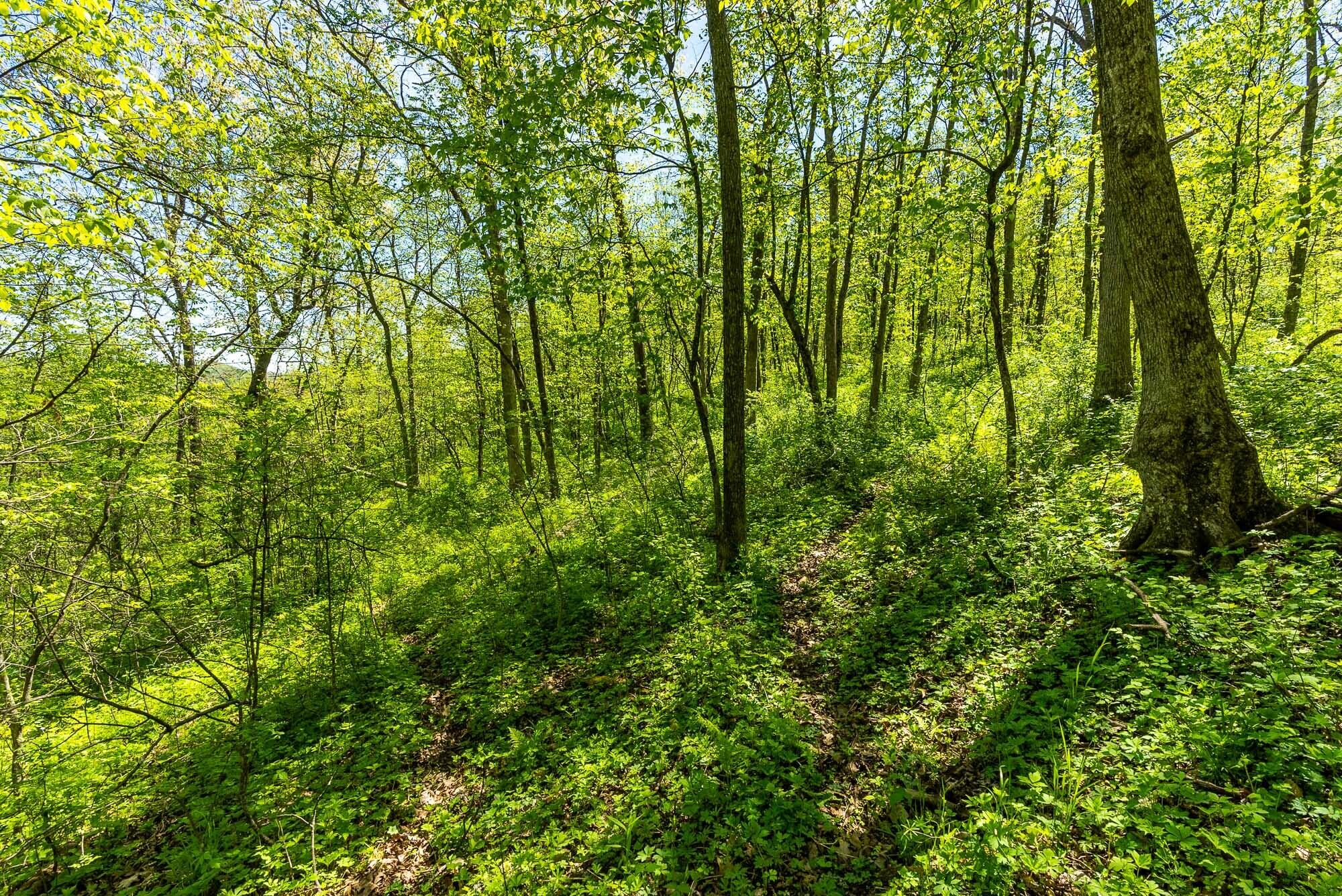 15999 Biba Road Muscoda, WI 53573 - Photo 98 of 103 Grant-County-WI-160-Acres-Land-For-Sale-