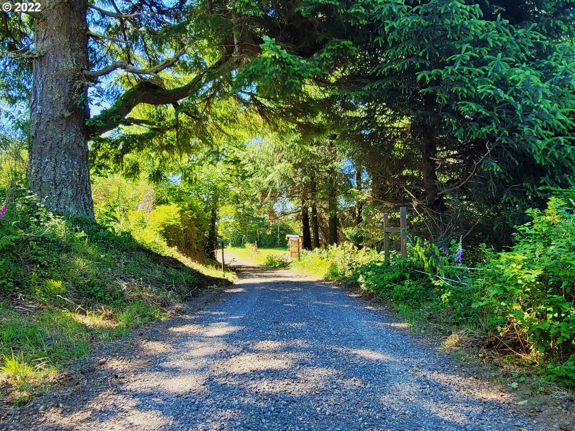 5529 Herman Cape Road Florence, OR 97439 - Photo 16 of 17 a view of a yard with plants