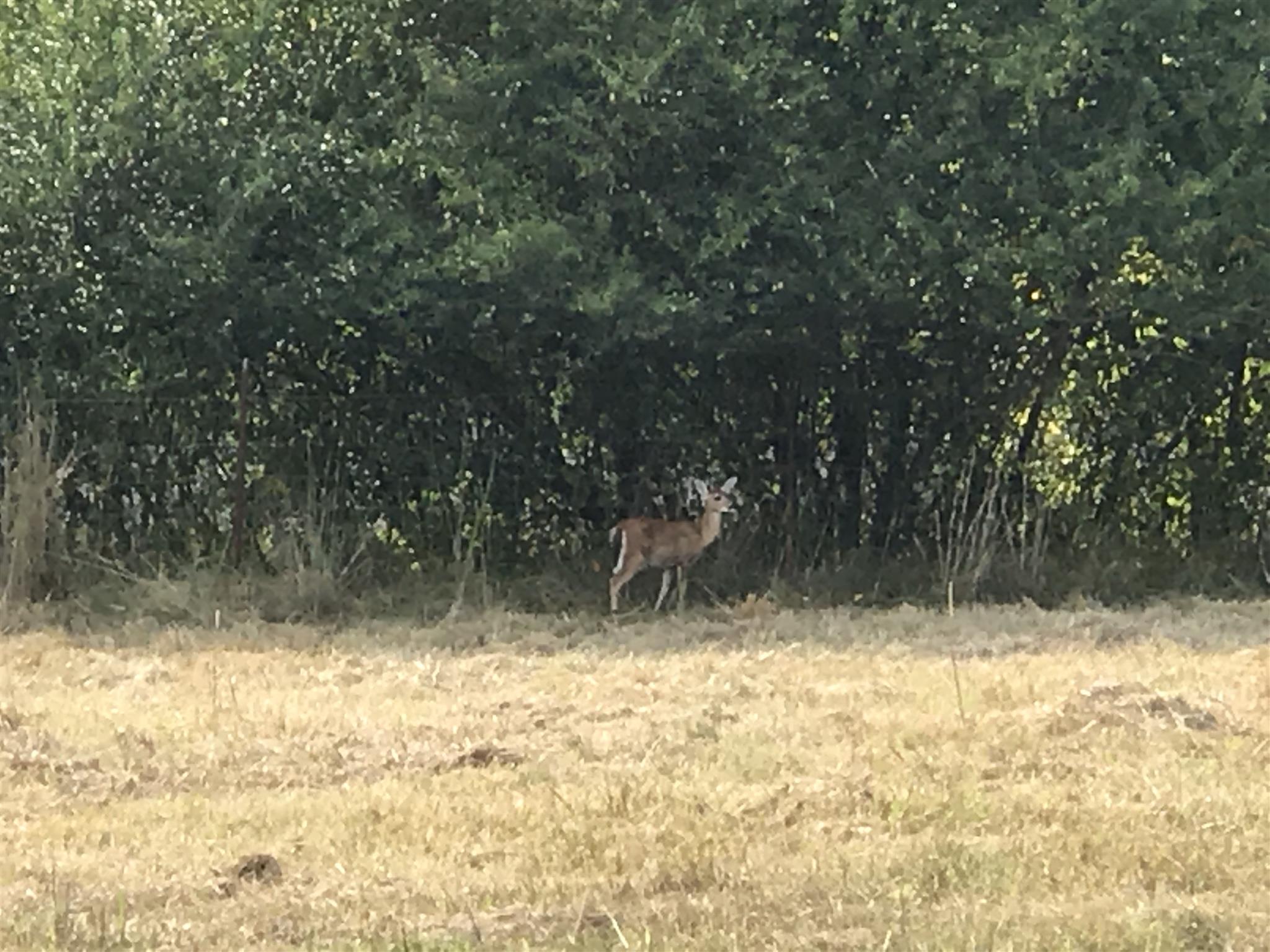 3675 Ball Hollow Road Pulaski, TN 38478 - Photo 26 of 28 This young doe was visiting today. They like to hangout with their Horses Friends currently.