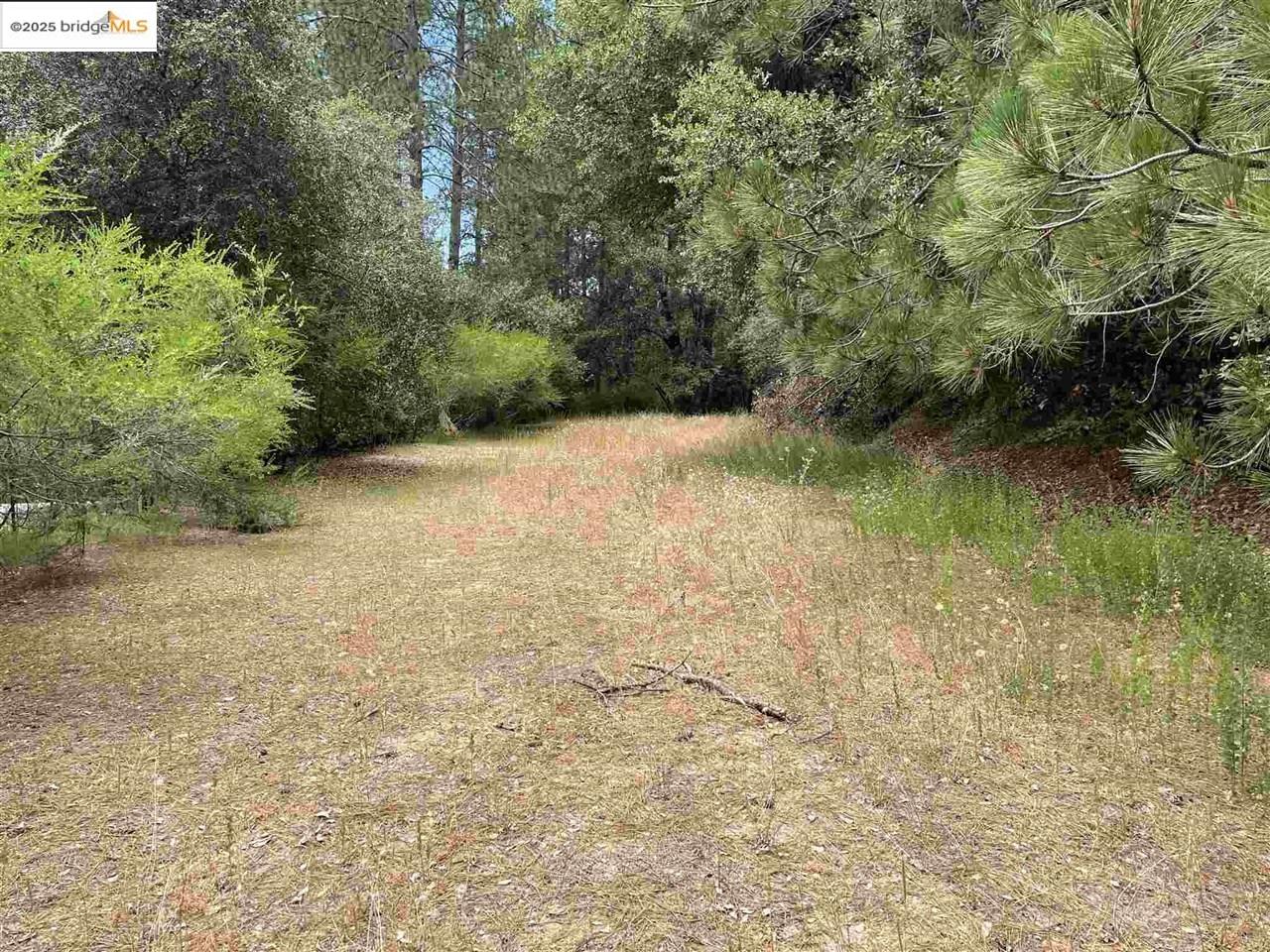 11797 Rambler Road Columbia, CA 95370 - Photo 1 of 1 View of yard