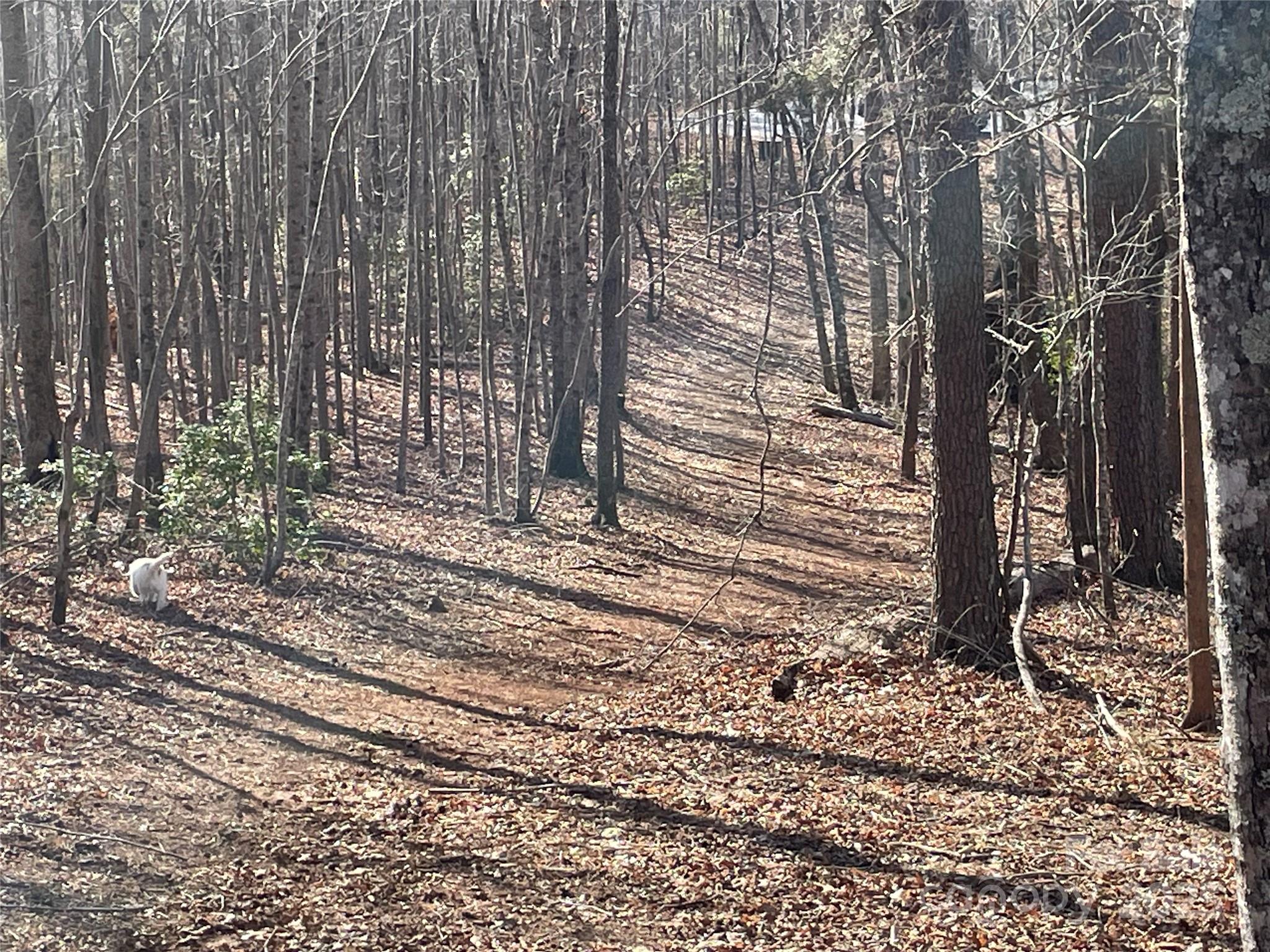 Tbd South Cross Crk Trail Mill Spring, NC 28756 - Photo 4 of 9 a view of a backyard with trees