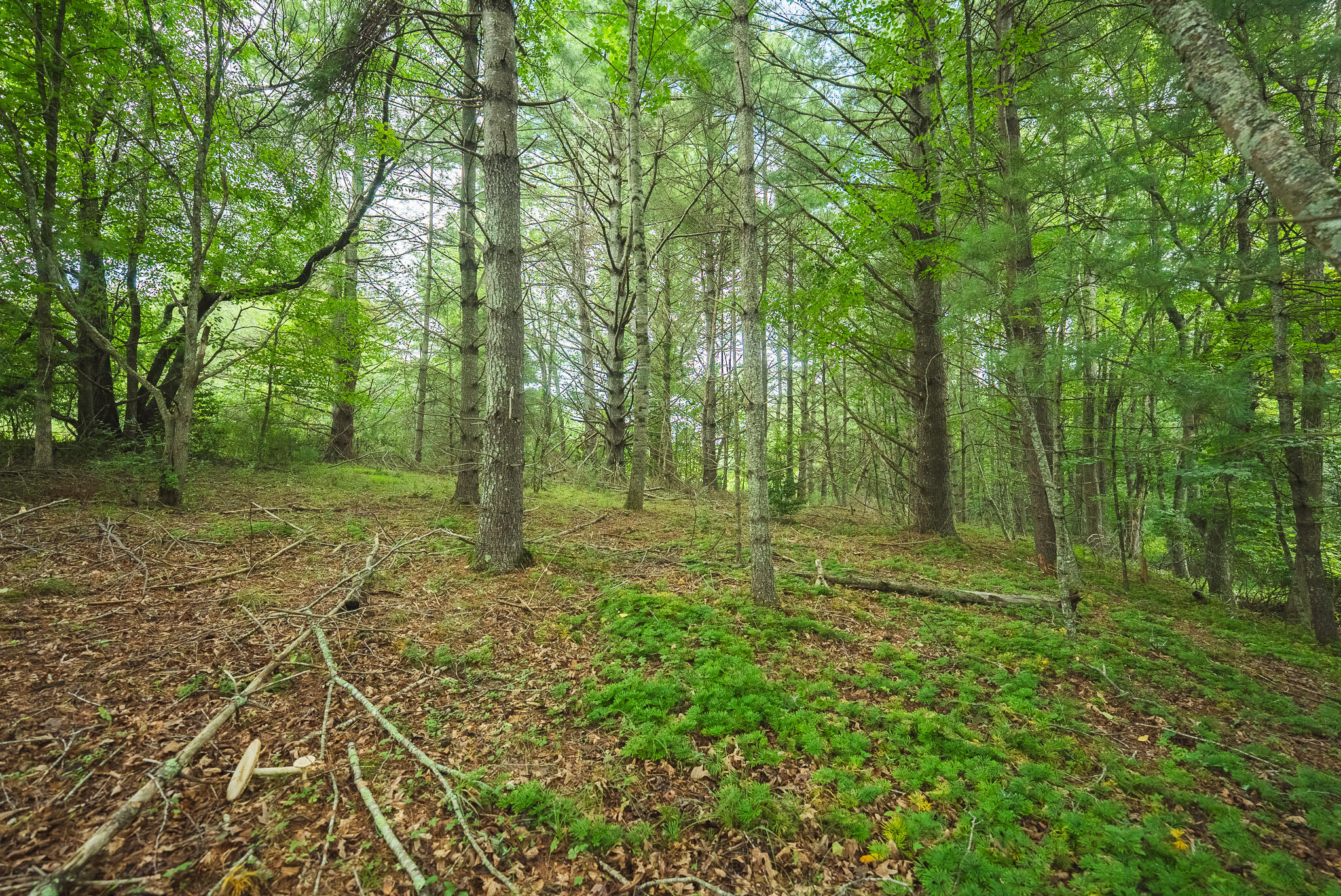 Lot 2 Ridgeview Road Northwest Floyd, VA 24091 - Photo 31 of 32 DSC02637