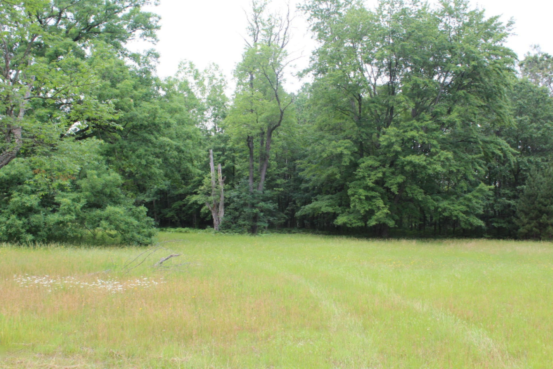 8740 East Ruth Drive Branch, MI 49402 - Photo 7 of 16 10 acres of property