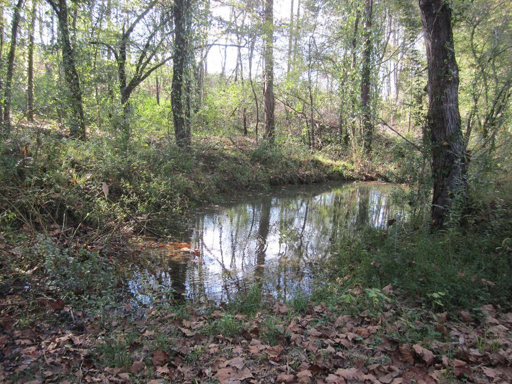 60 Key West Road Westpoint, TN 38486 - Photo 6 of 25 a view of a forest with lots of trees