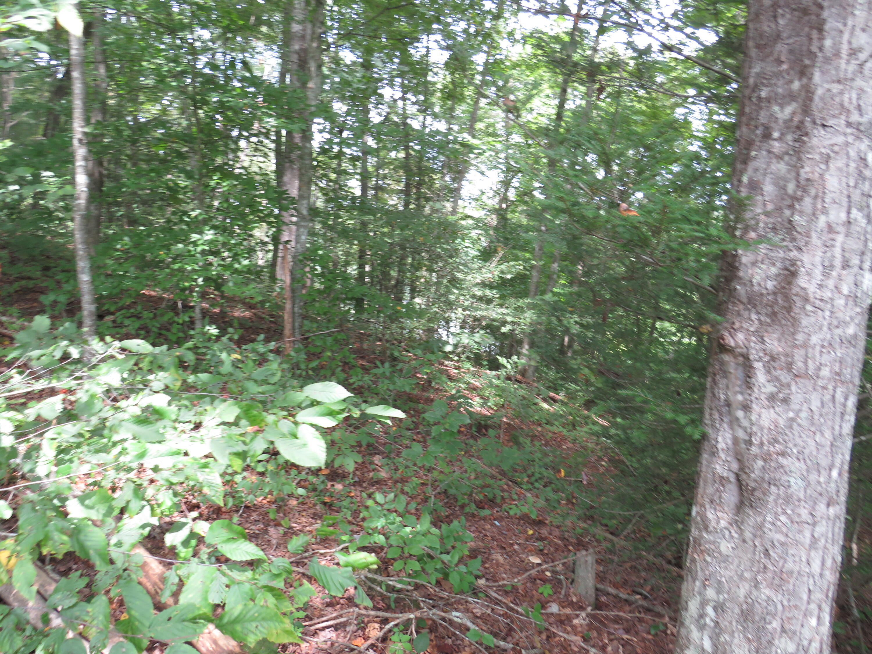 0 Chaney Ridge Road London, KY 40741 - Photo 18 of 35 IMG_4266