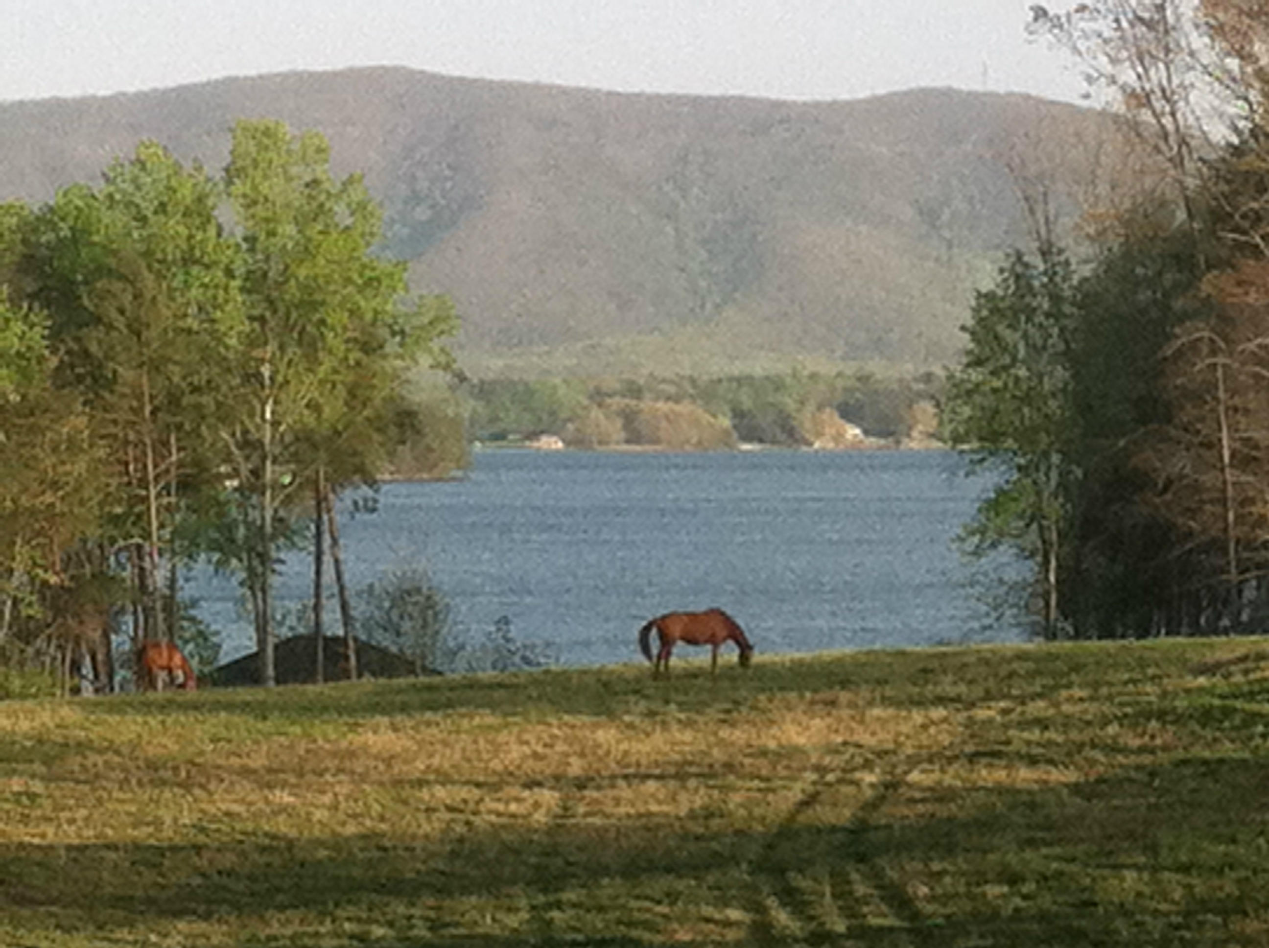 220 Ashmeade Road Moneta, VA 24121 - Photo 1 of 52 Horse Pasture Overlooking Lake